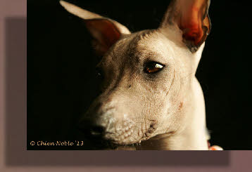 Peruaanse naakthond | Chien Noble Bizet