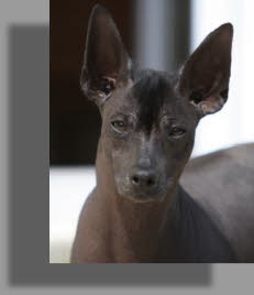 Peruvian hairless dog | Badu