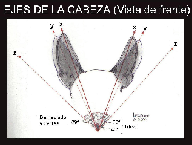 ART 4 - Un aspecto importante Las Orejas.pdf